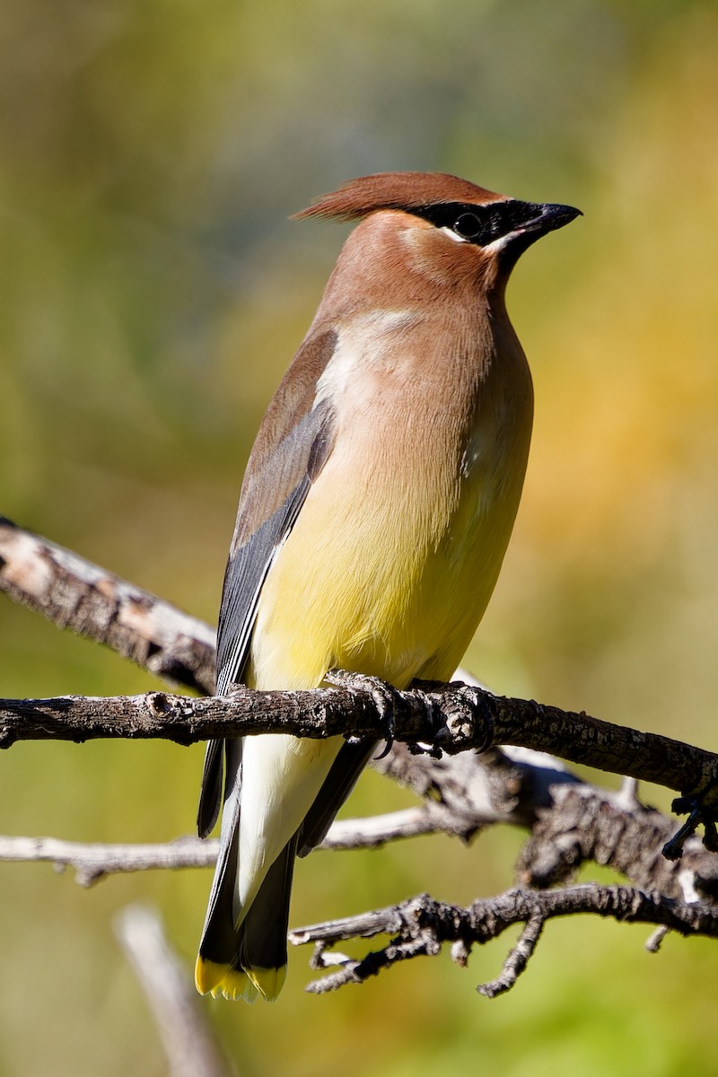 Cedar Waxwing - ML644040372