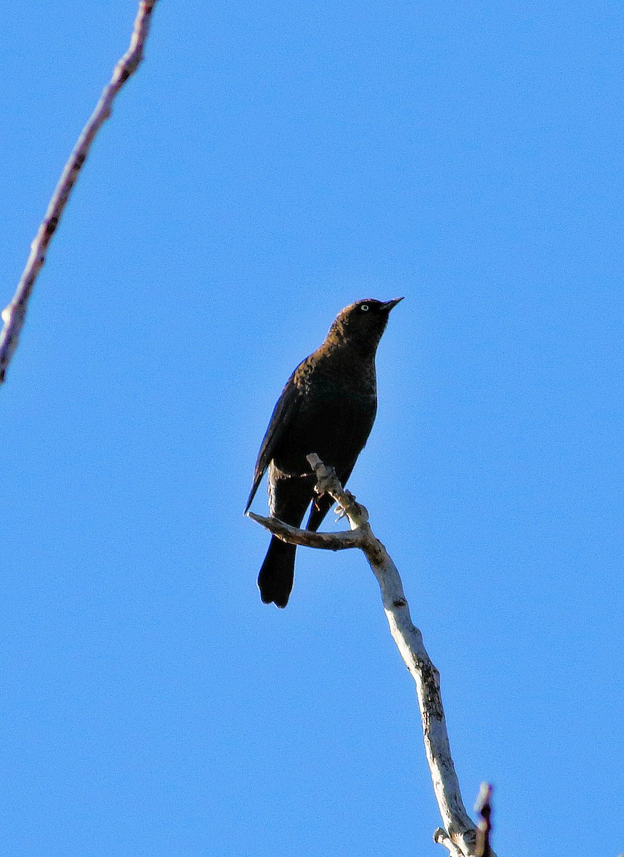 Rusty Blackbird - ML644040375