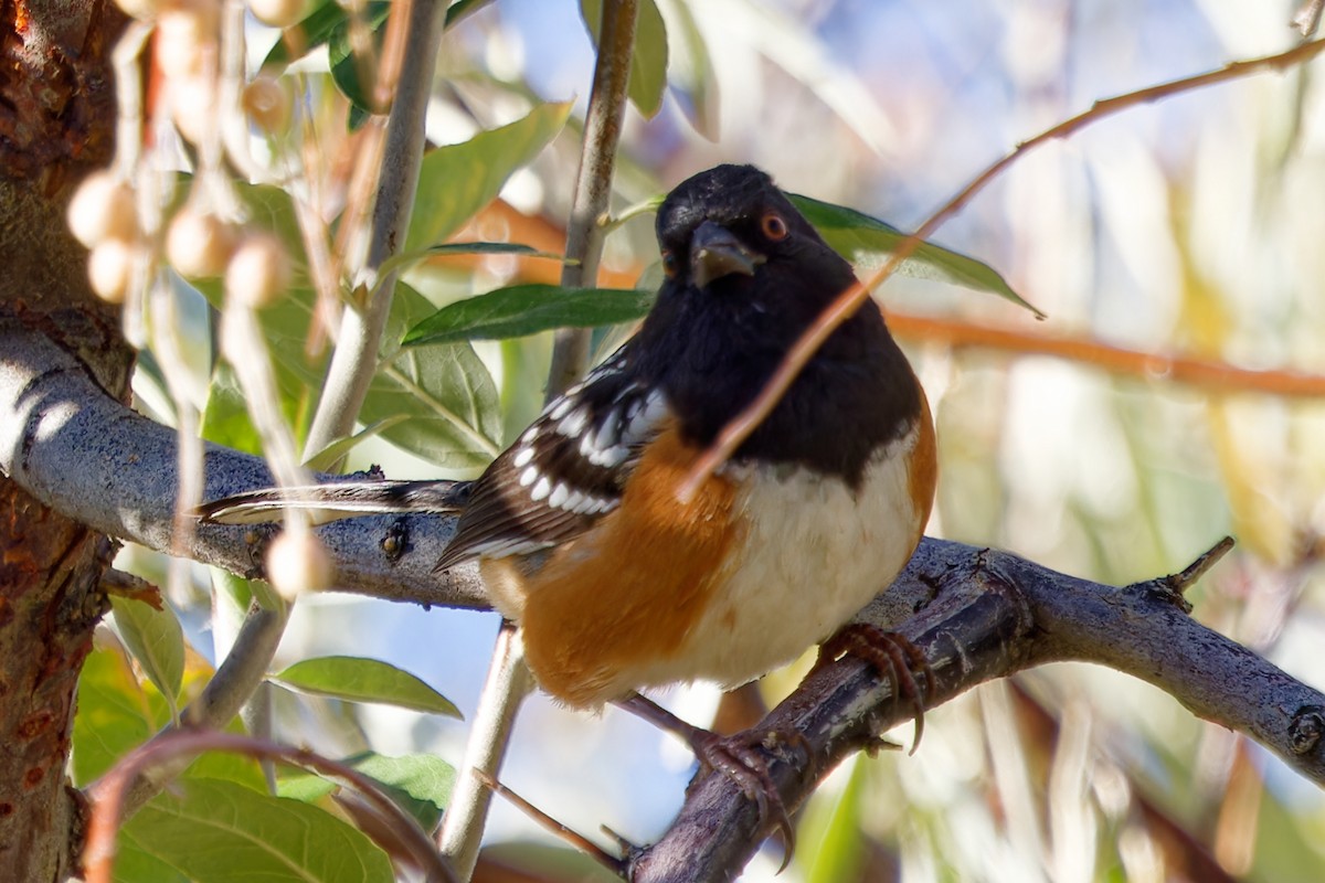 Spotted Towhee - ML644040382