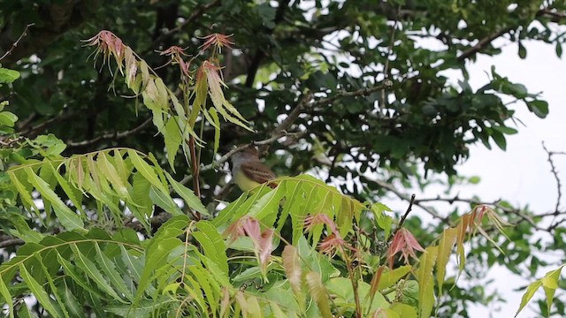 Nutting's Flycatcher (Salvadoran) - ML644040383