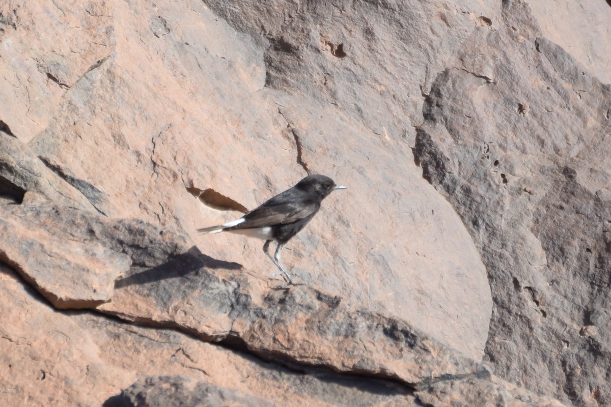 Black Wheatear - ML644040384