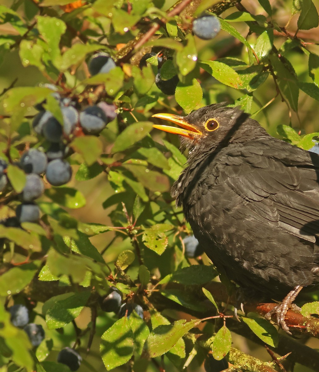 Eurasian Blackbird - ML644040392