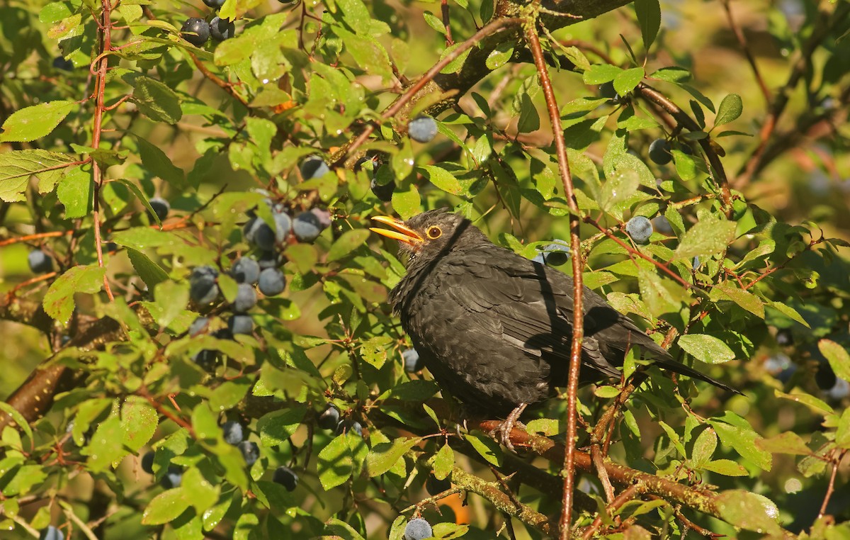 Eurasian Blackbird - ML644040393