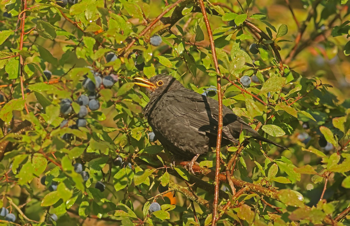 Eurasian Blackbird - ML644040394