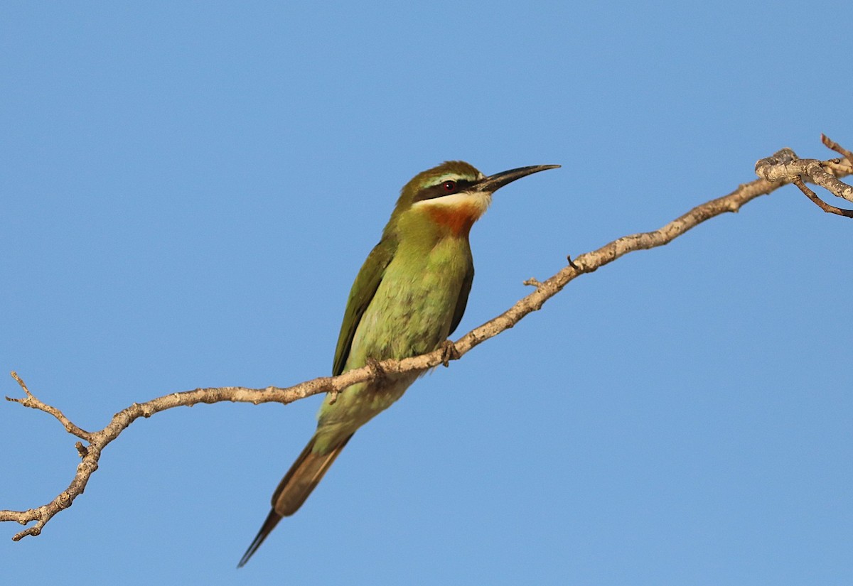 Olive Bee-eater - ML644040400