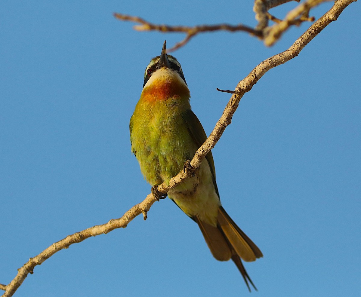 Olive Bee-eater - ML644040401