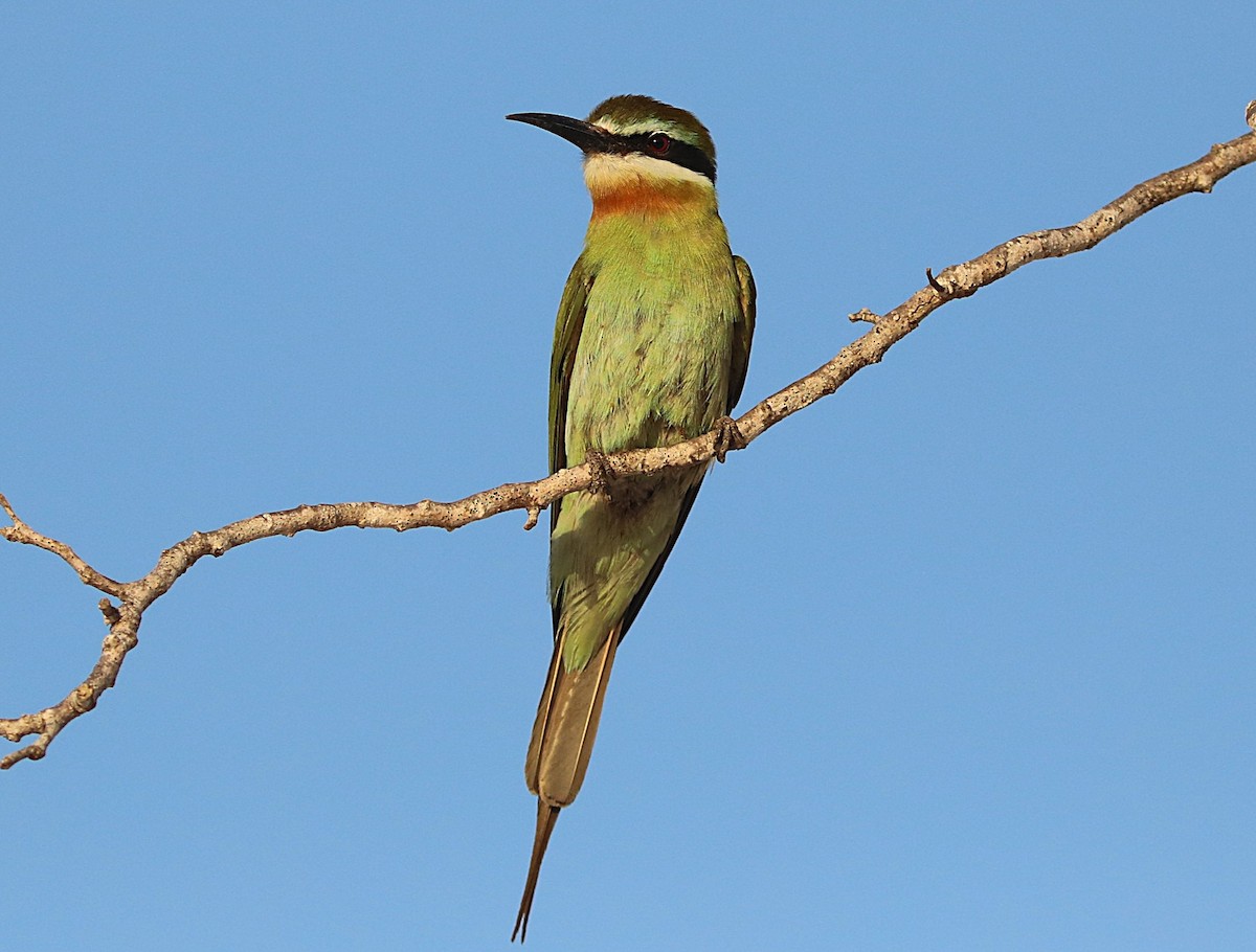 Olive Bee-eater - ML644040402