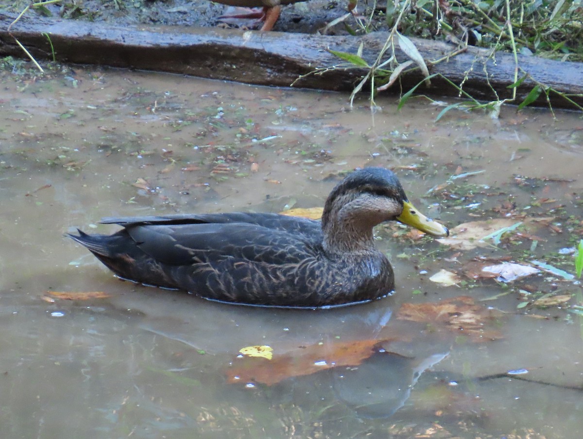 American Black Duck - ML644040403