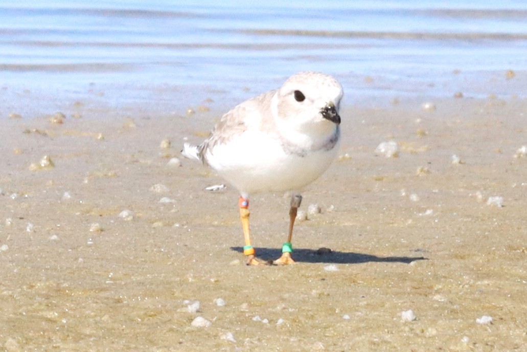 Piping Plover - ML644040405