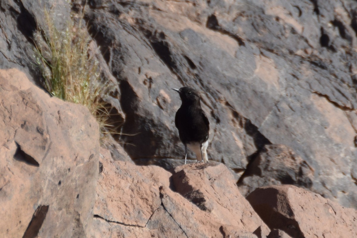 Black Wheatear - ML644040407