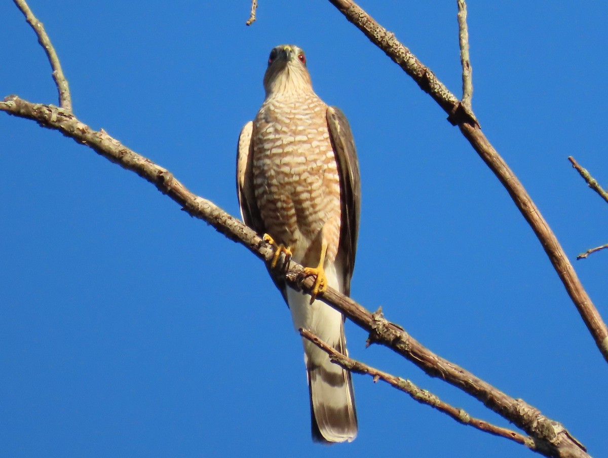Cooper's Hawk - ML644040414