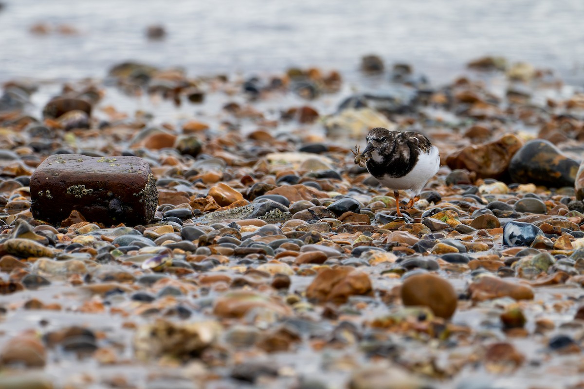 Ruddy Turnstone - ML644040421