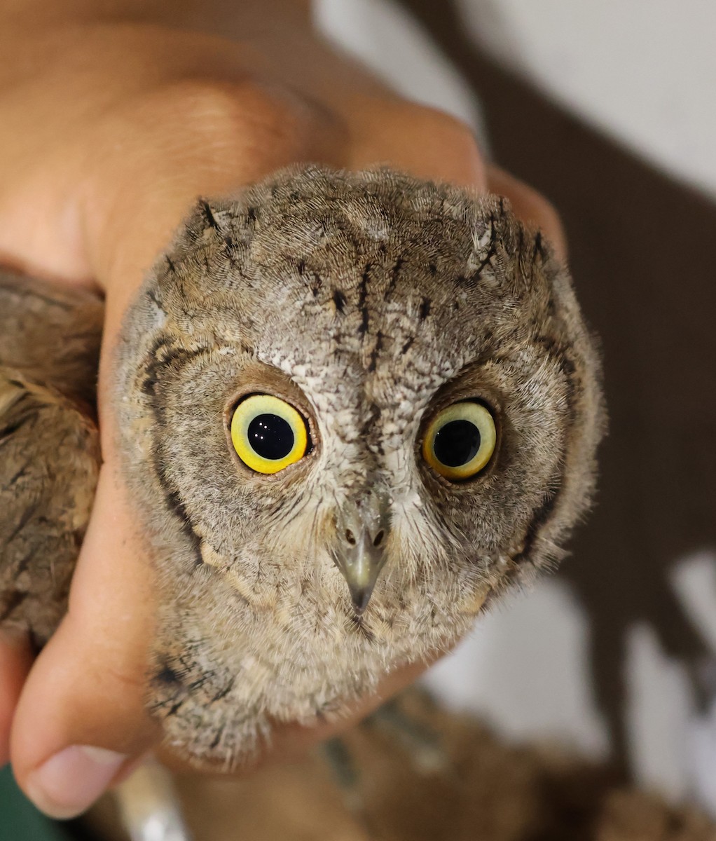 Eurasian Scops-Owl - ML644040429