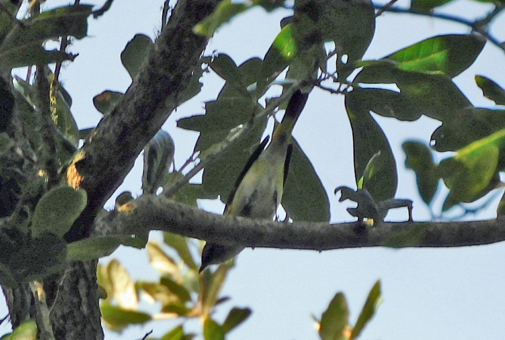American Redstart - ML644040433