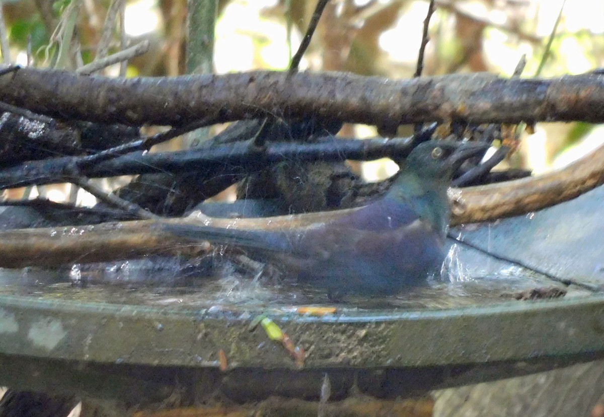 Common Grackle - ML644040435