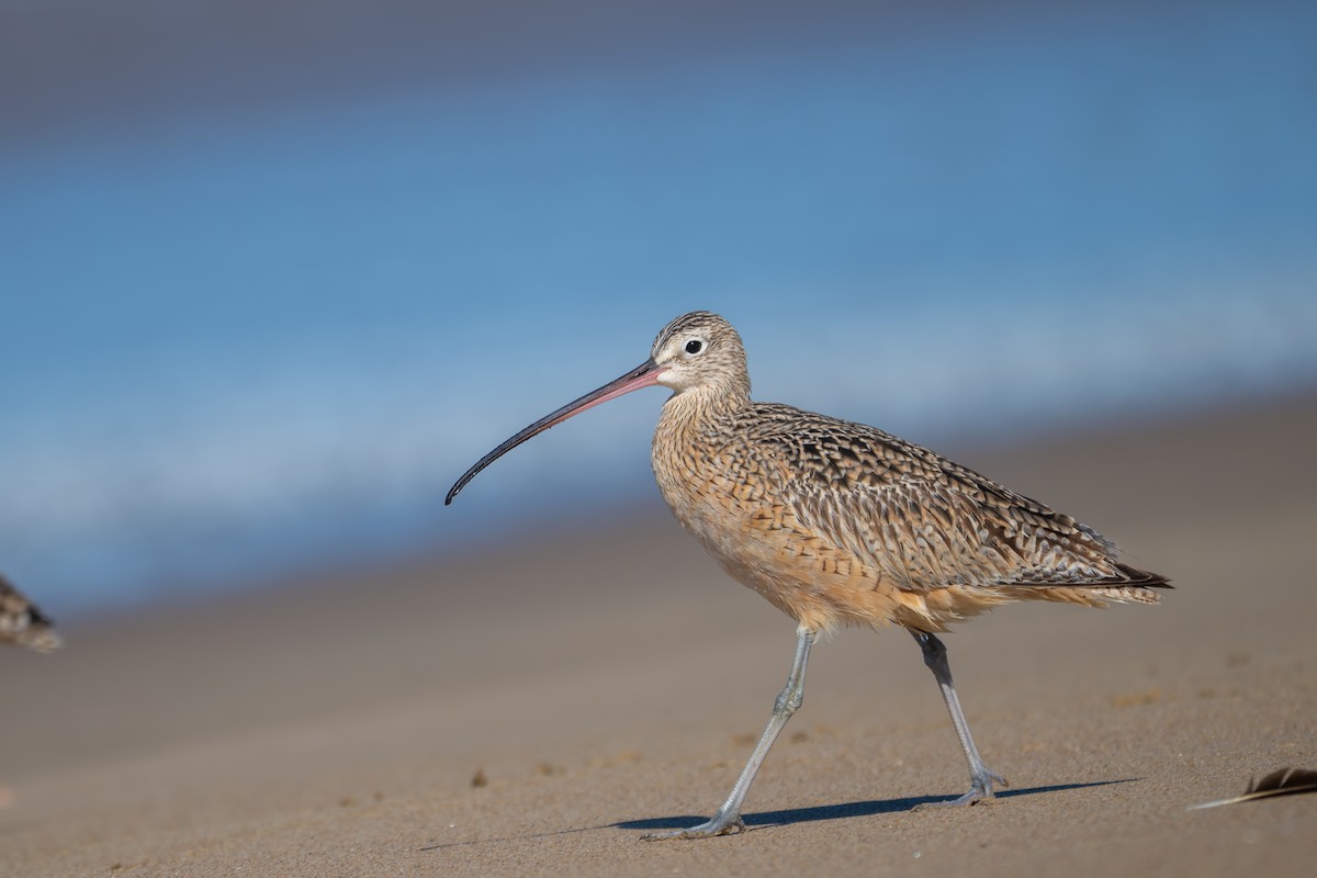 Long-billed Curlew - ML644040439