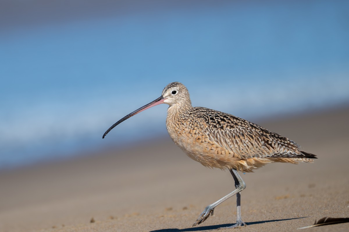 Long-billed Curlew - ML644040440