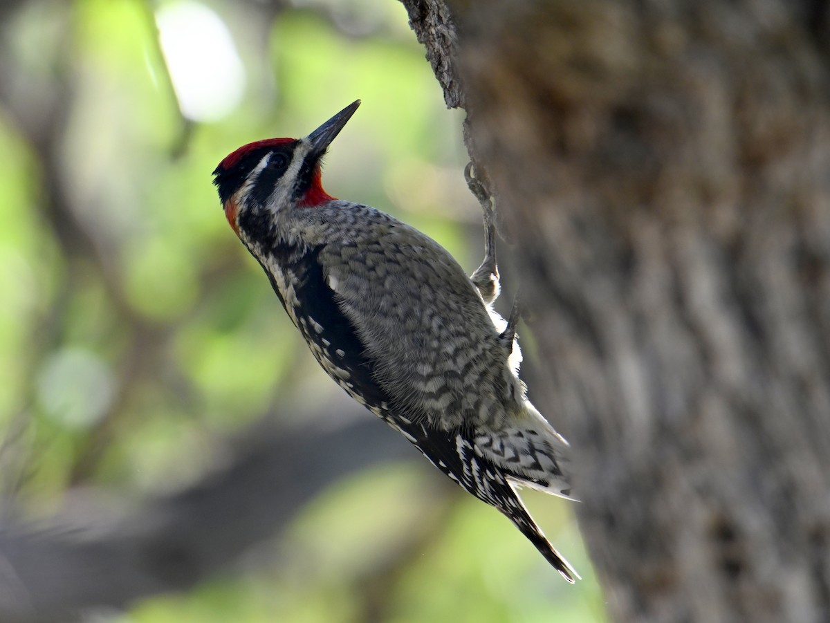 Red-naped Sapsucker - ML644040469