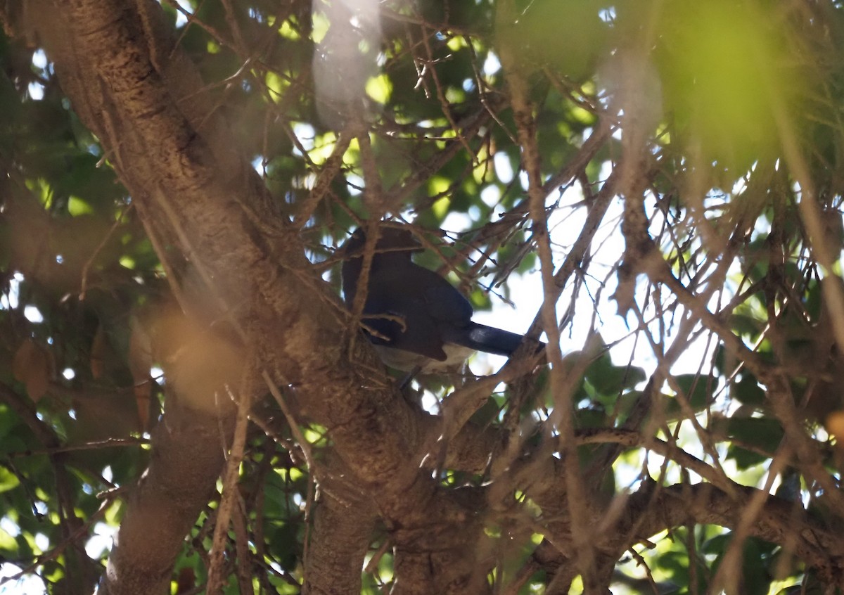 California Scrub-Jay - ML644040478