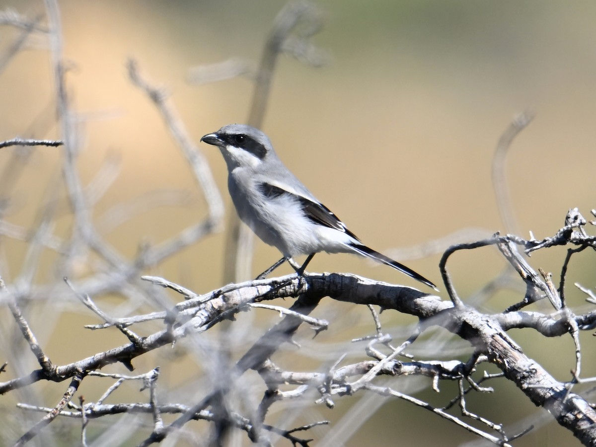 Loggerhead Shrike - ML644040483