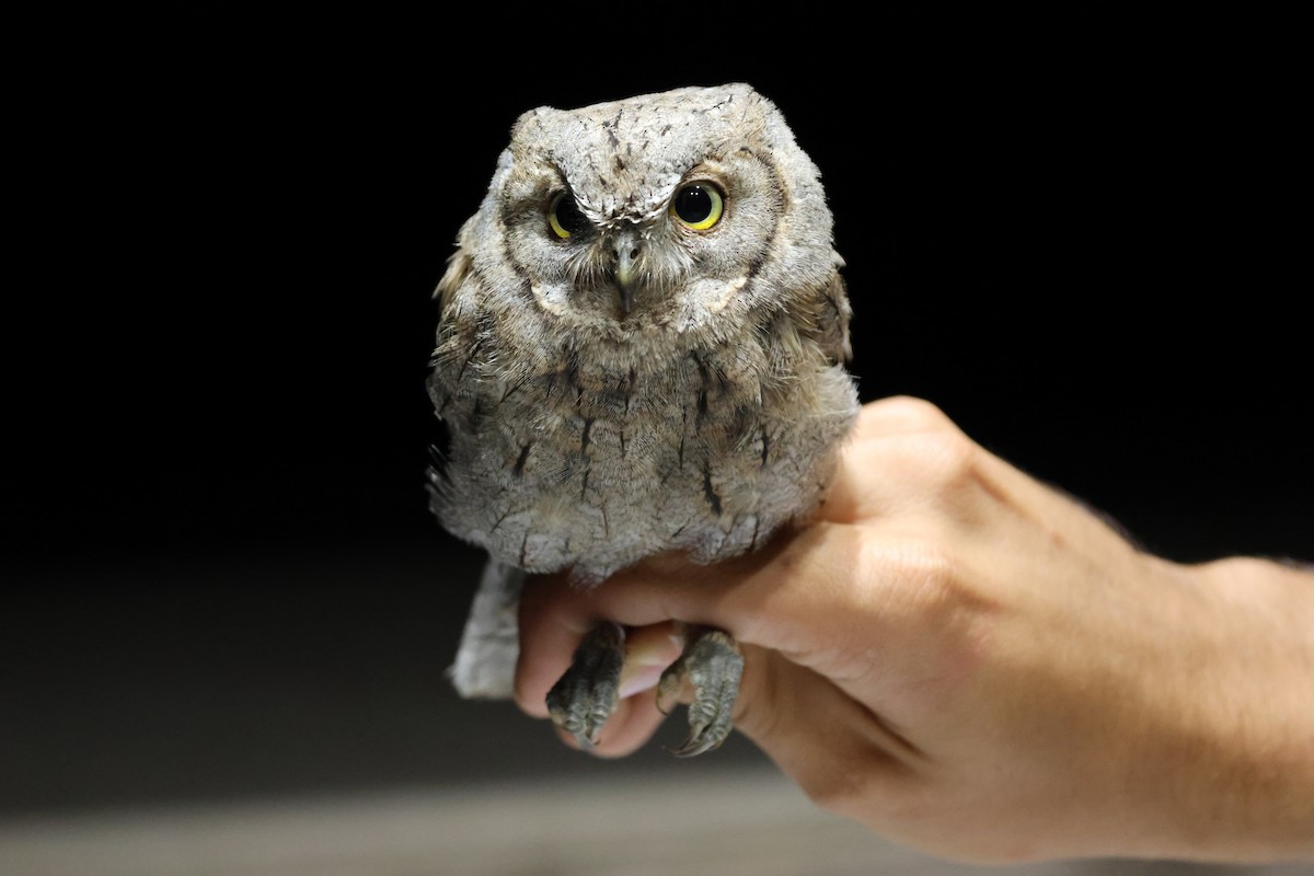 Ердийн орволго - ML644040484