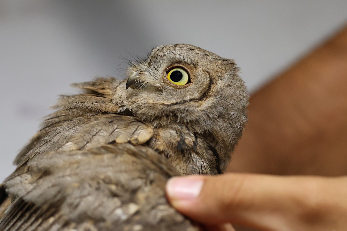 Ердийн орволго - ML644040485