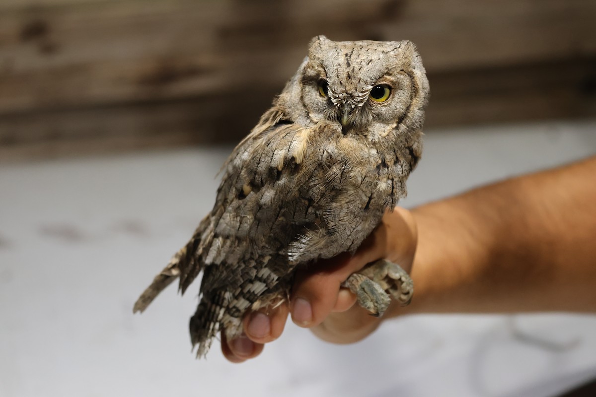 Ердийн орволго - ML644040486