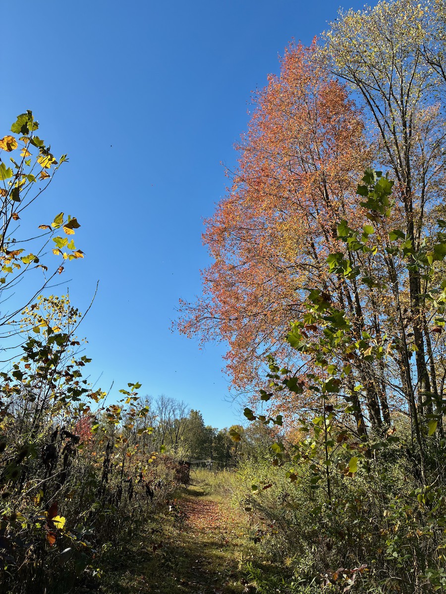 null - ML644040489