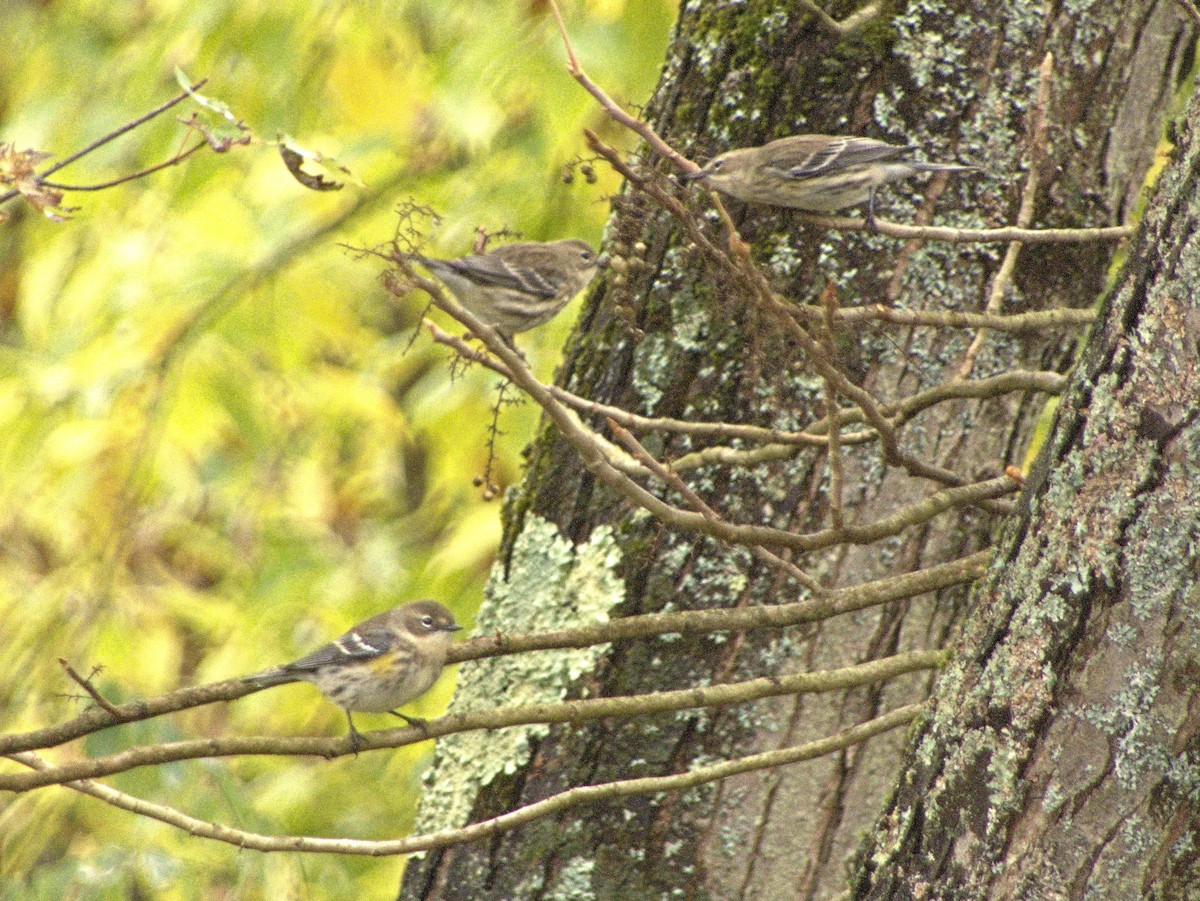 Yellow-rumped Warbler - ML644040497