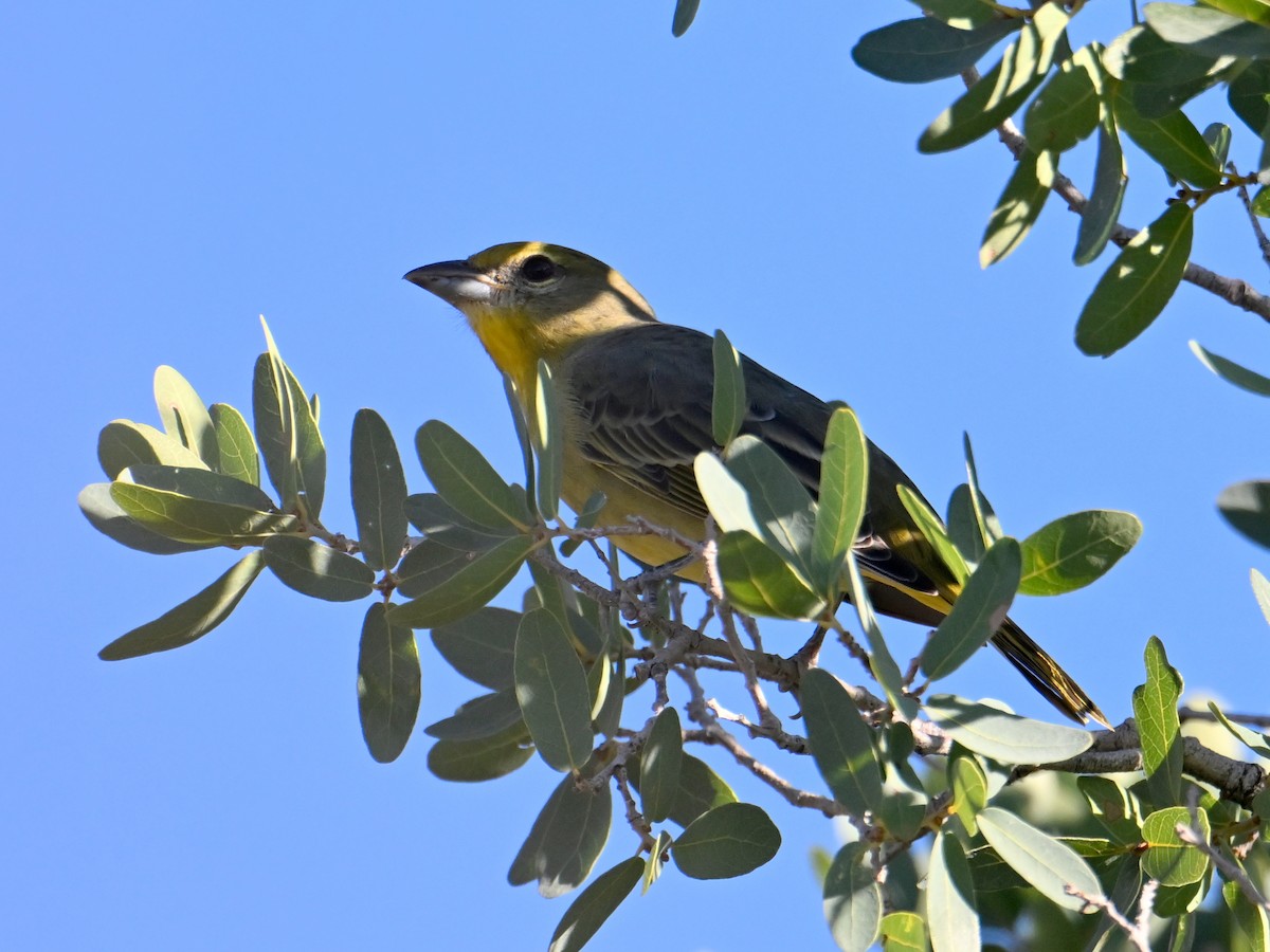 Hepatic Tanager - ML644040500