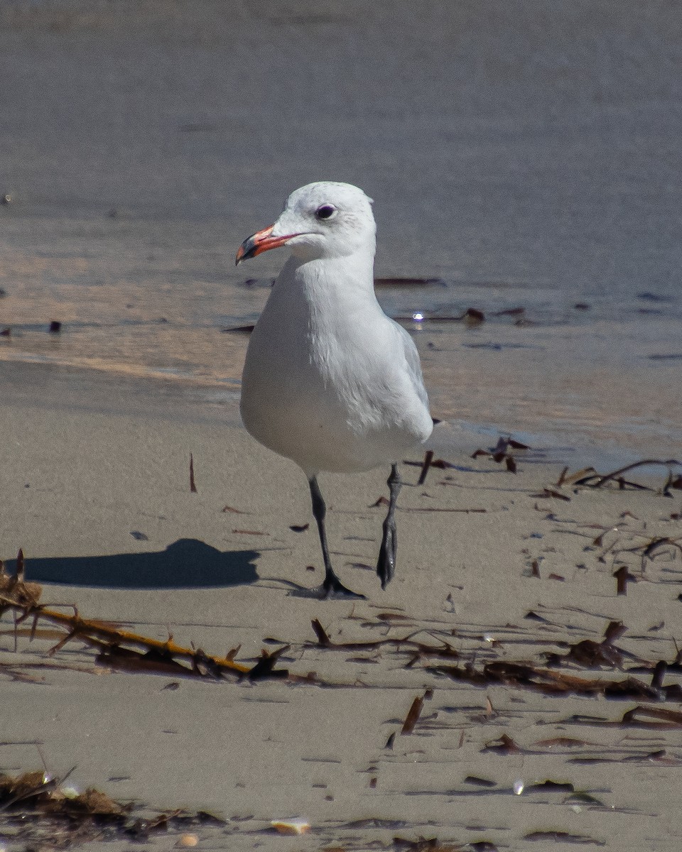 Audouin's Gull - ML644040506