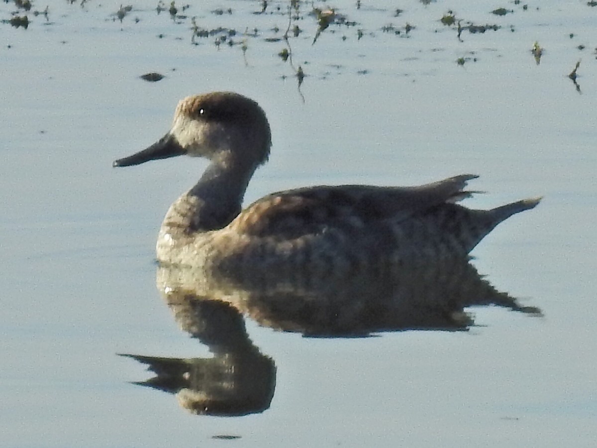 Marbled Duck - ML644040512