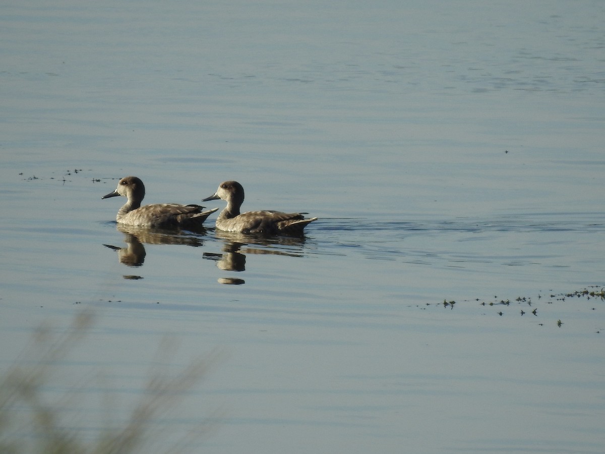 Marbled Duck - ML644040517