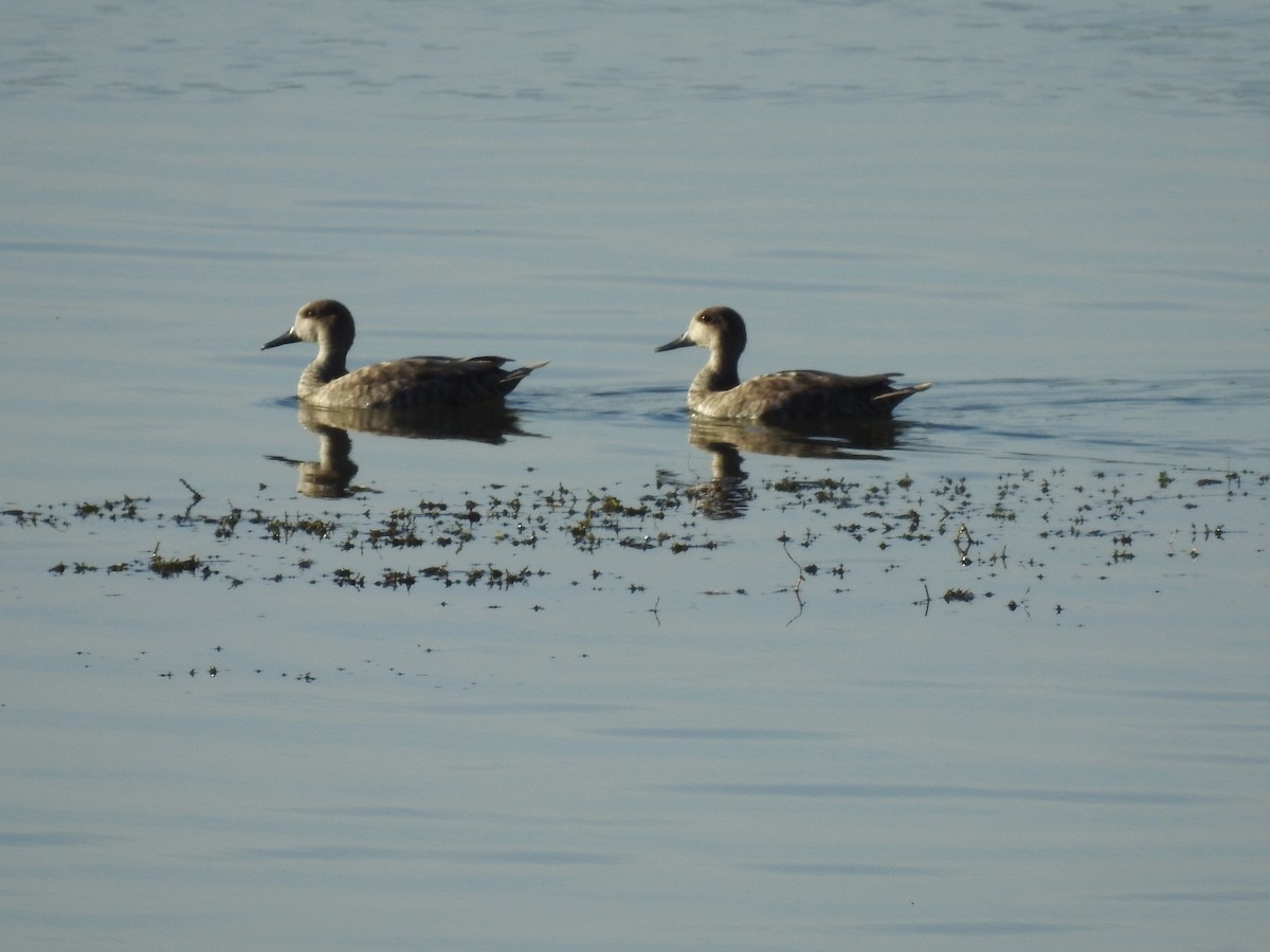 Marbled Duck - ML644040518