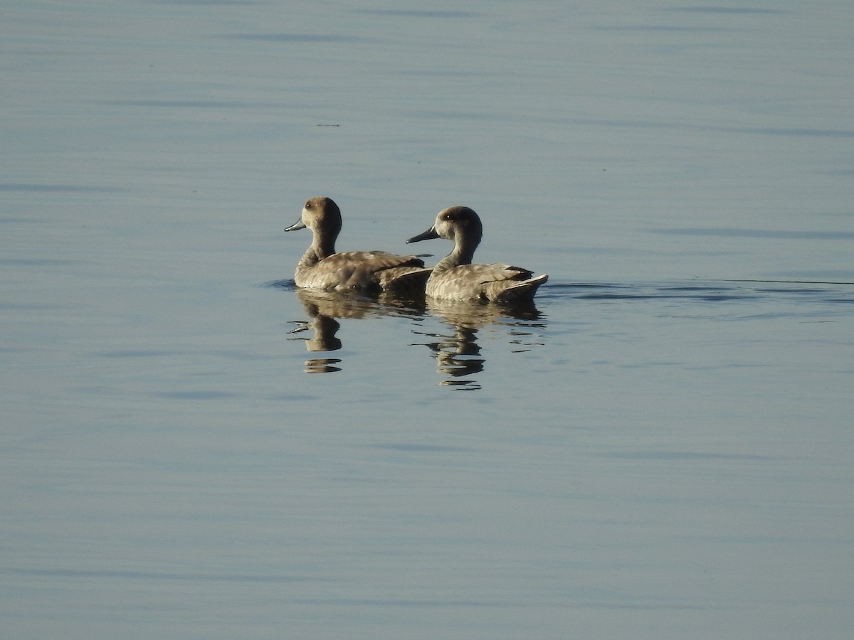 Marbled Duck - ML644040519