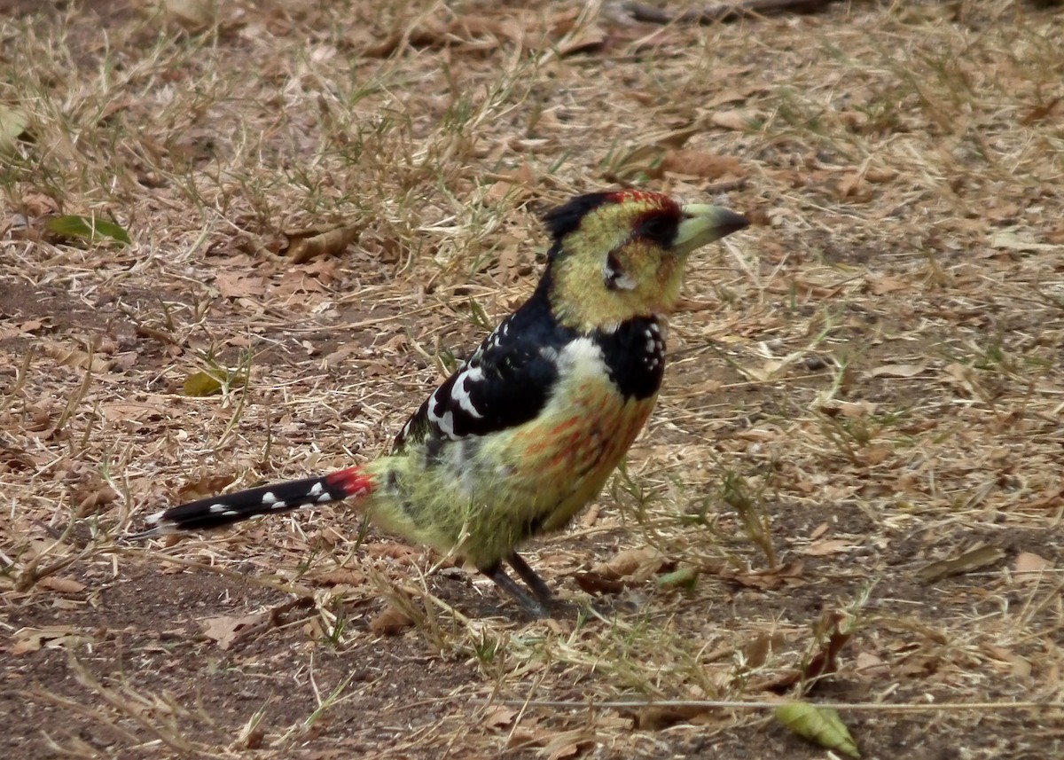 Crested Barbet - ML644040522