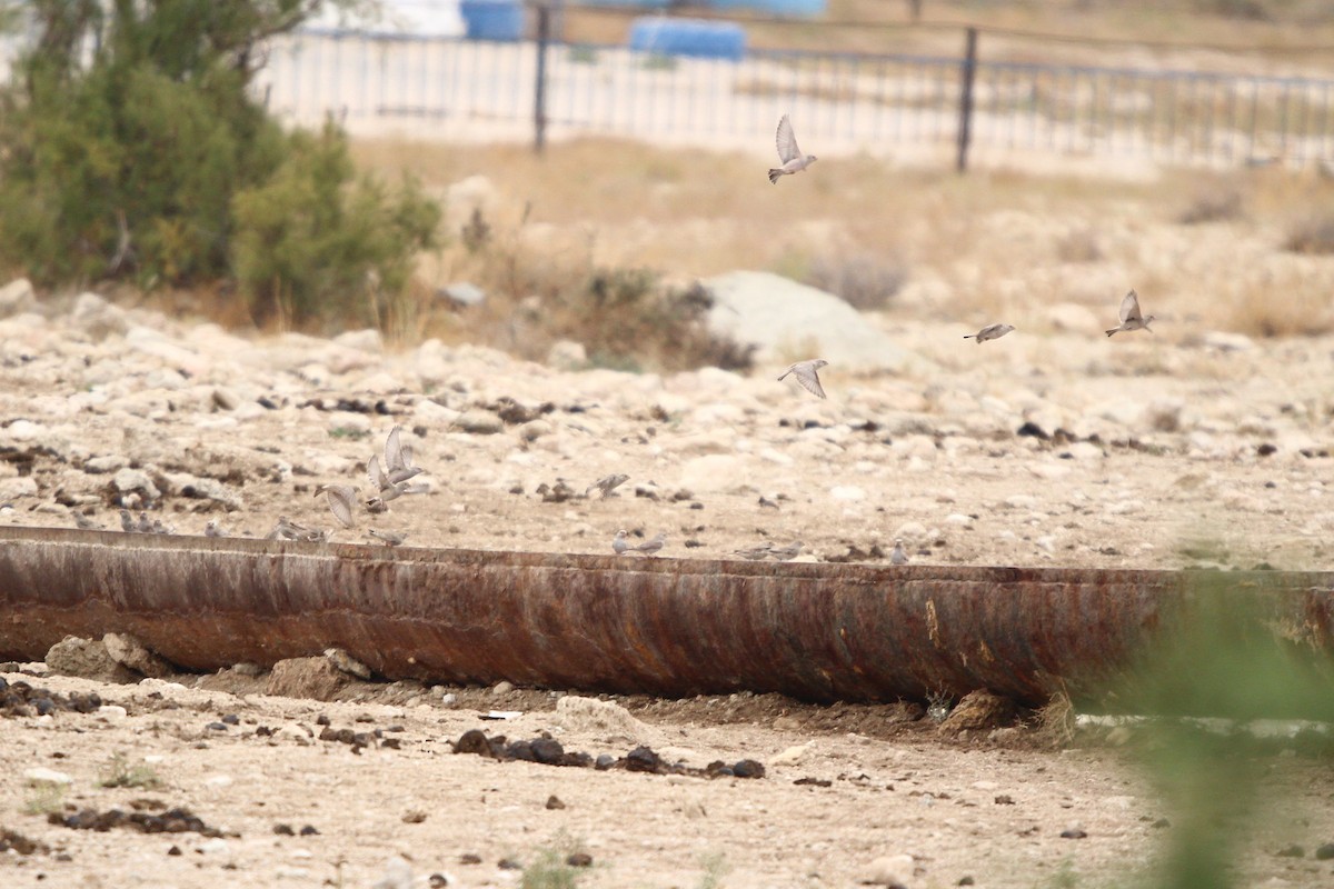 Trumpeter Finch - ML644040533