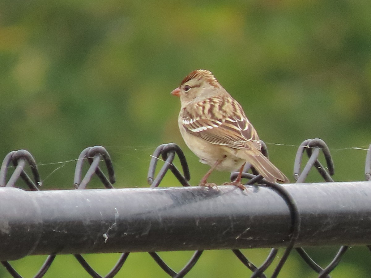 White-crowned Sparrow - ML644040540