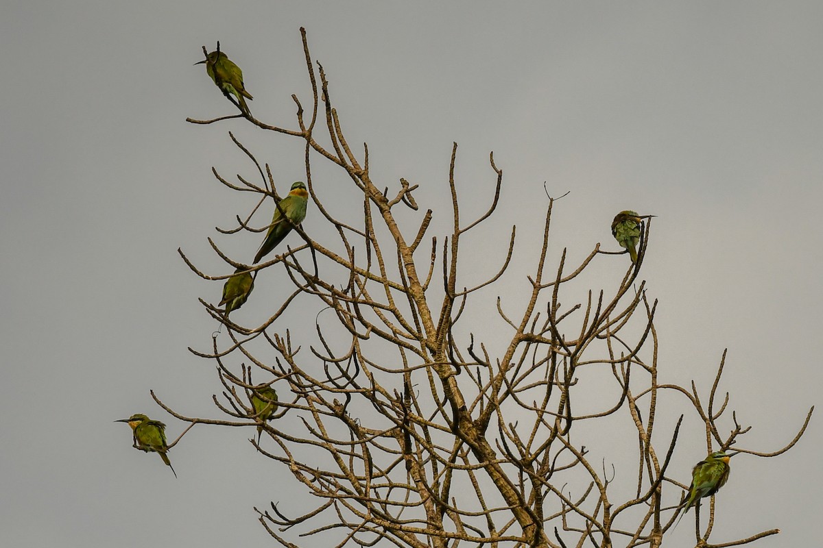 Blue-cheeked Bee-eater - ML644040542