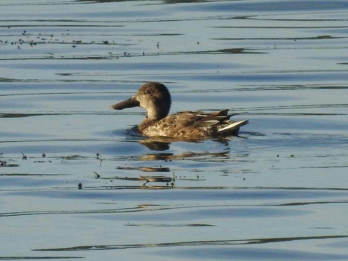 Green-winged Teal - ML644040551