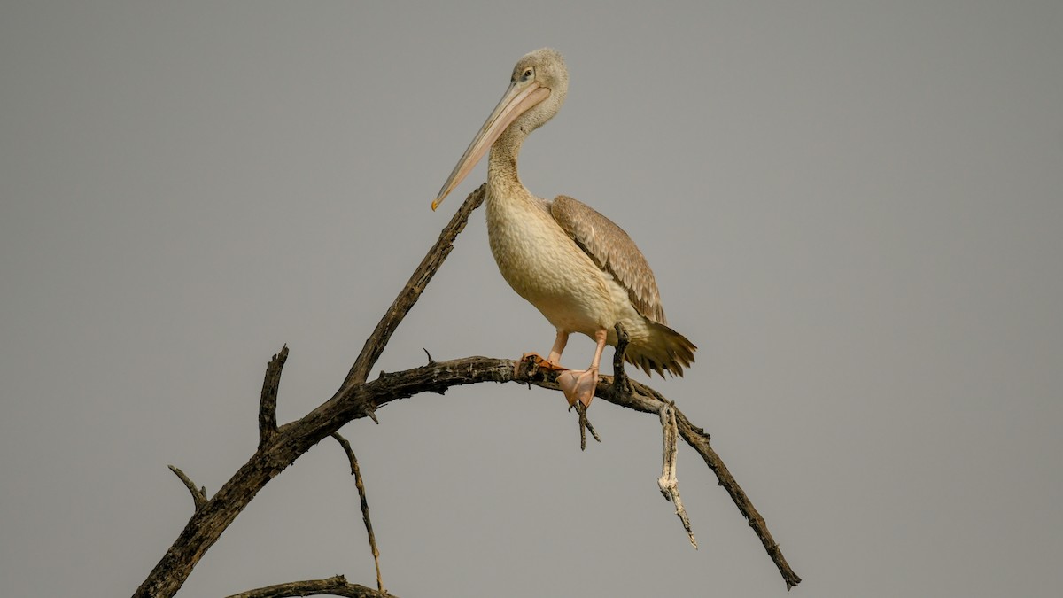 Pink-backed Pelican - ML644040562