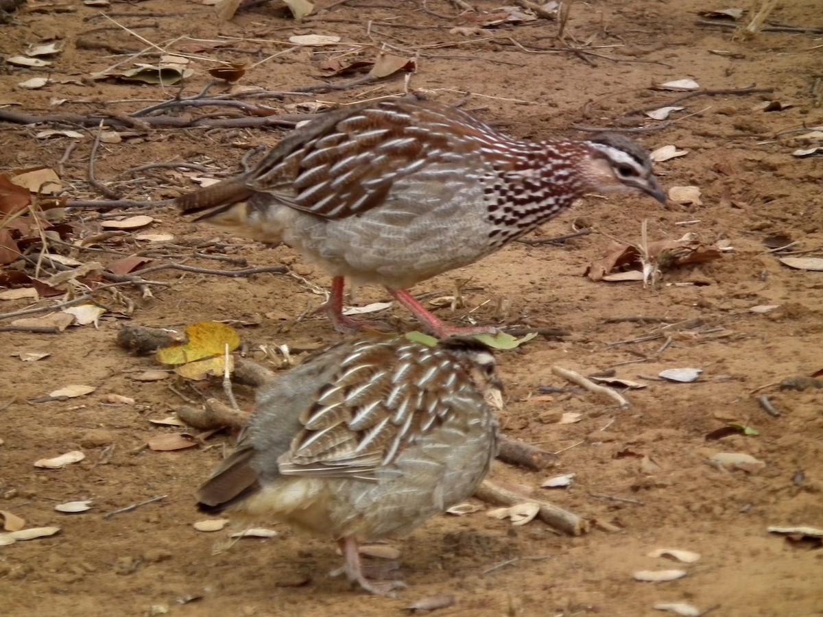 Crested Francolin - ML644040563