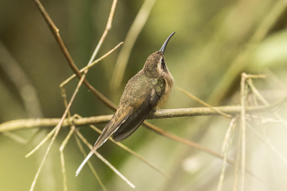 Dusky-throated Hermit - ML644040571