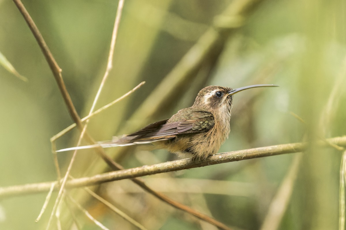 Dusky-throated Hermit - ML644040572