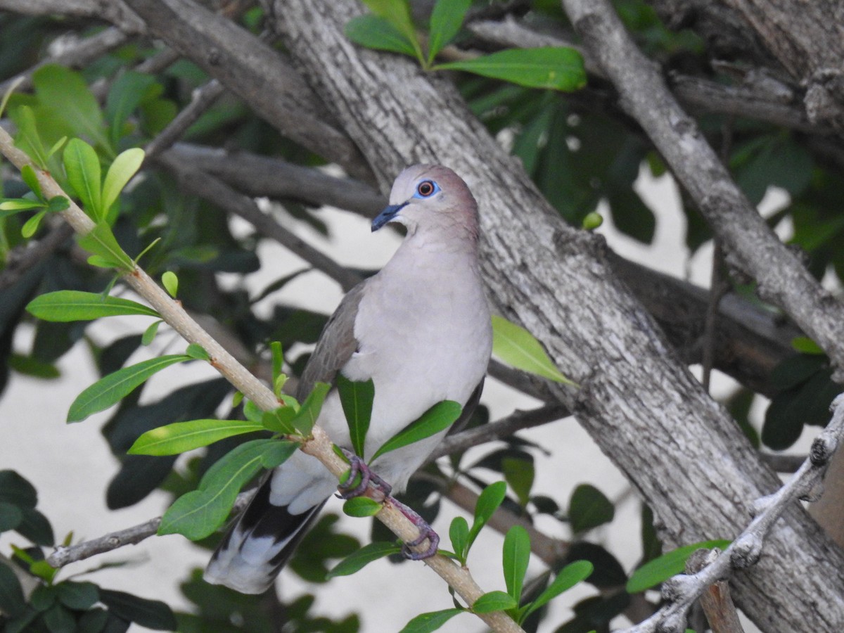 White-tipped Dove - ML644040577