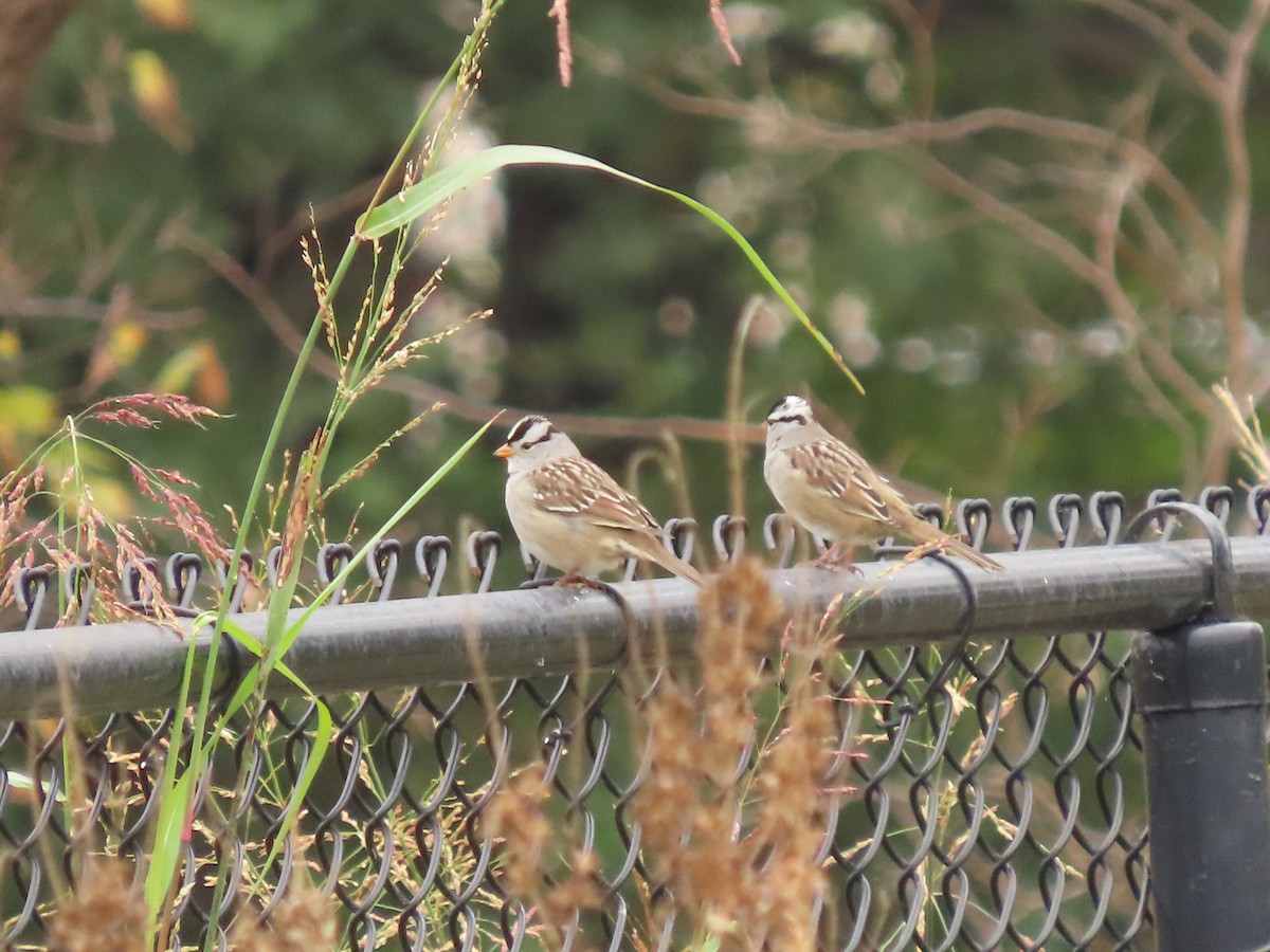 White-crowned Sparrow - ML644040582