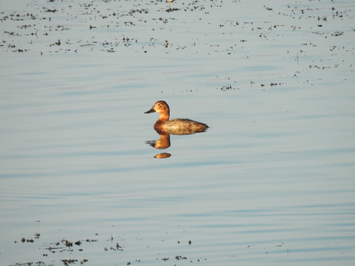 Common Pochard - ML644040586