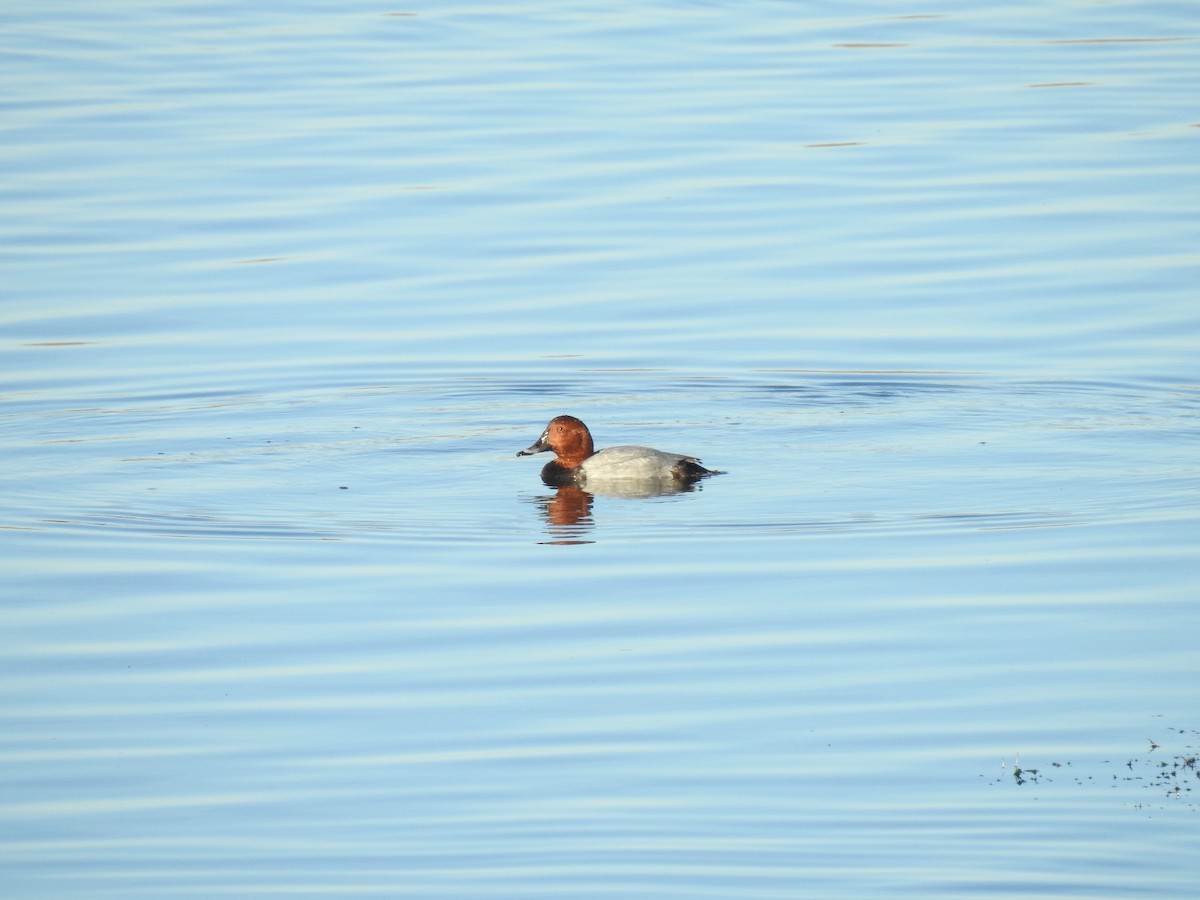 Common Pochard - ML644040587