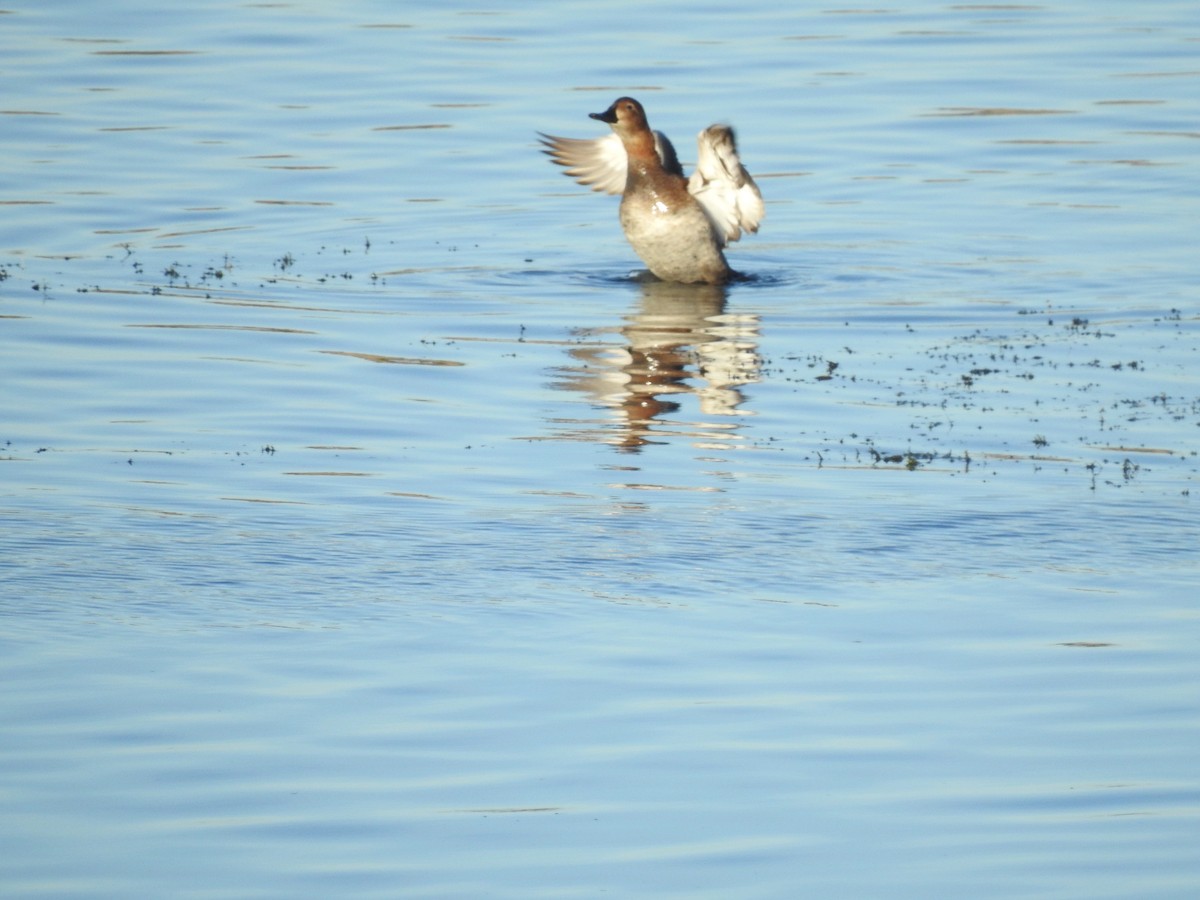 Common Pochard - ML644040588