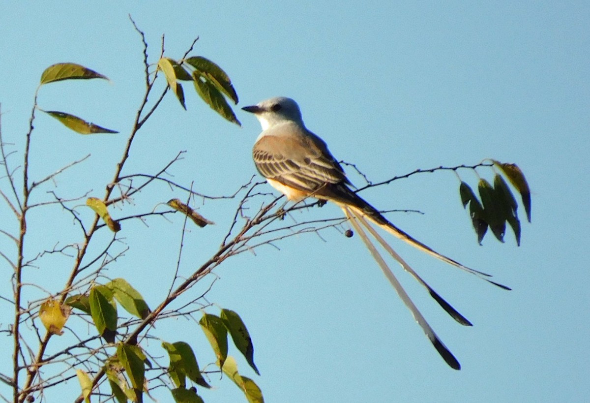 Scherenschwanz-Königstyrann - ML644040590